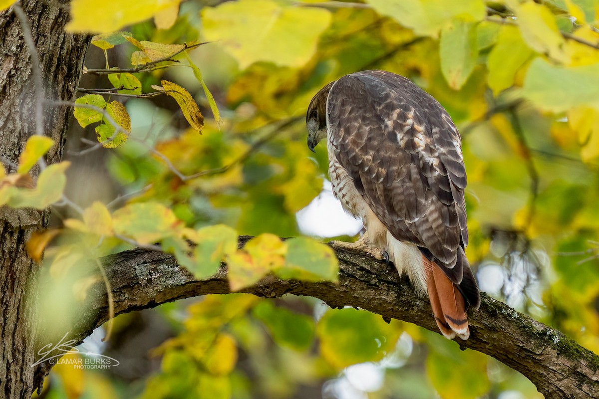Red-tailed Hawk - ML494140831