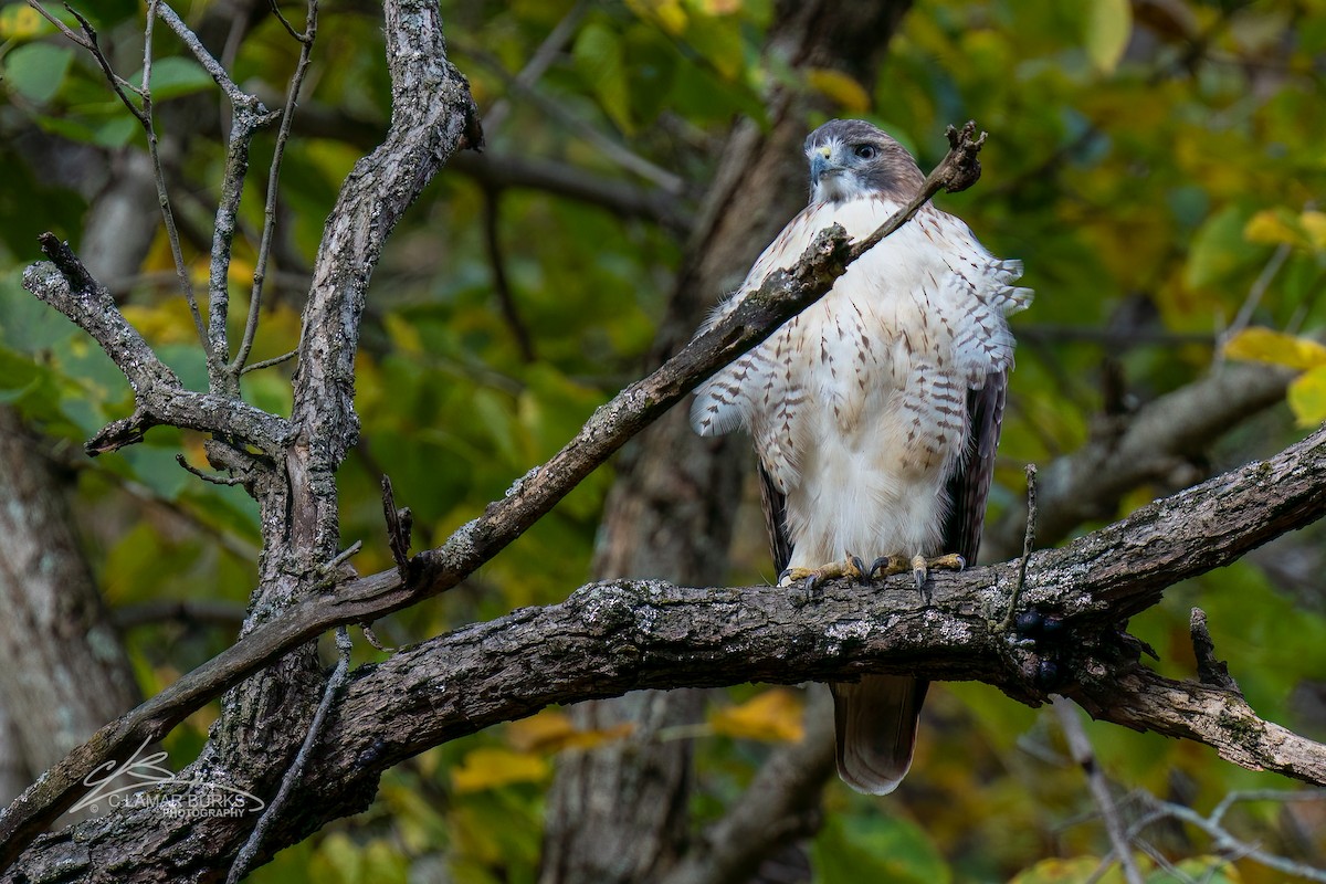 Red-tailed Hawk - ML494140841