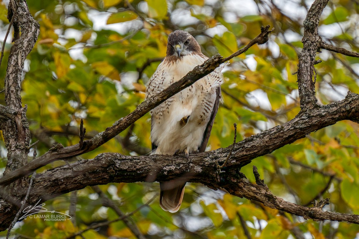Red-tailed Hawk - ML494140851