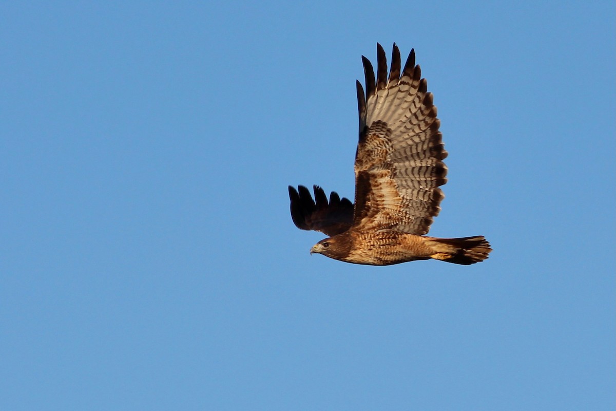 Red-tailed Hawk - ML494142651