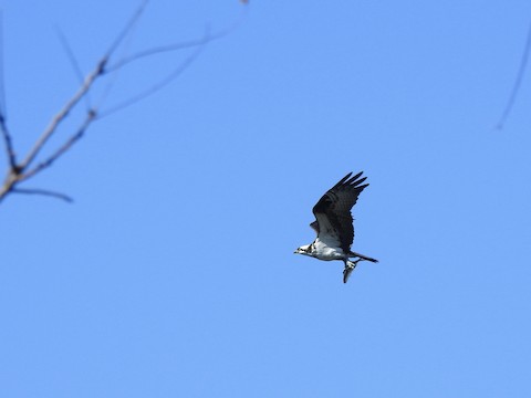 Osprey - Victoria  Sindlinger