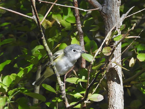 Blue-headed Vireo - Victoria  Sindlinger