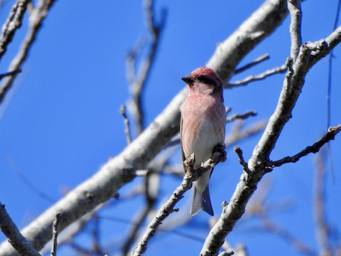 Purple Finch - Victoria  Sindlinger