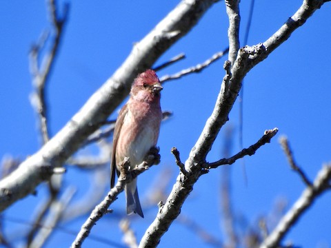 Purple Finch - Victoria  Sindlinger