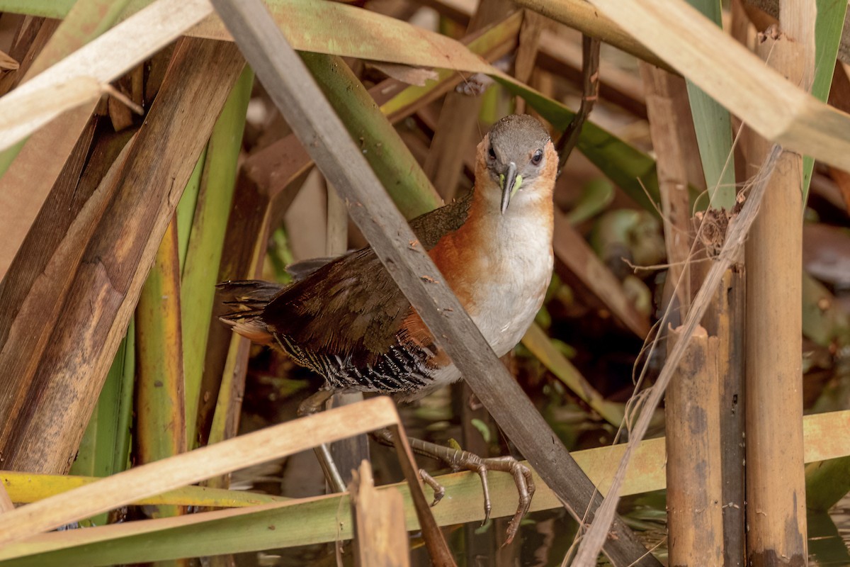 Rufous-sided Crake - Scott Young
