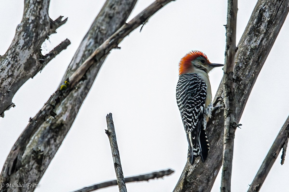 Red-bellied Woodpecker - ML494146181