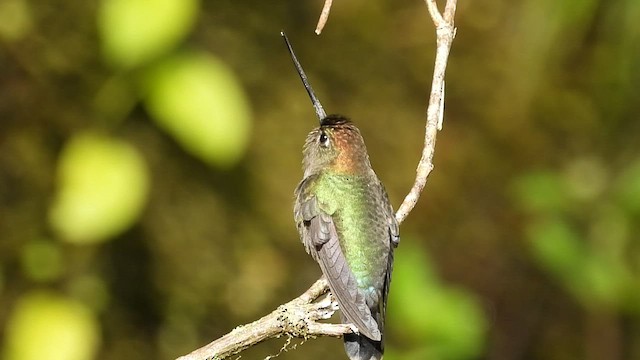 kolibřík zelenočelý - ML494151101