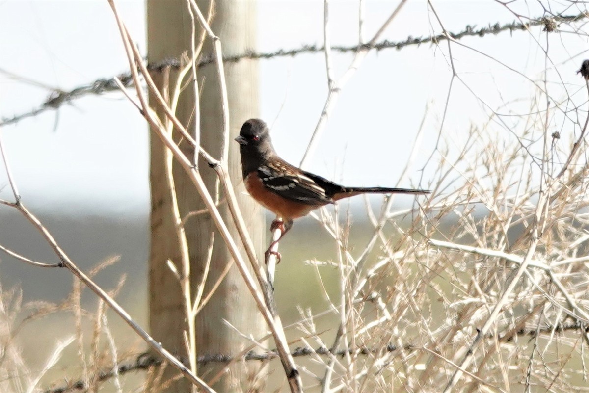 Spotted Towhee - ML494157991