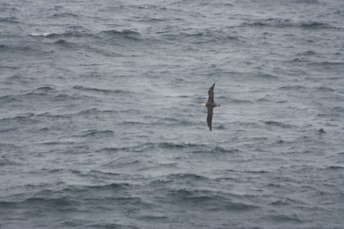 Waved Albatross - Brendan Murtha
