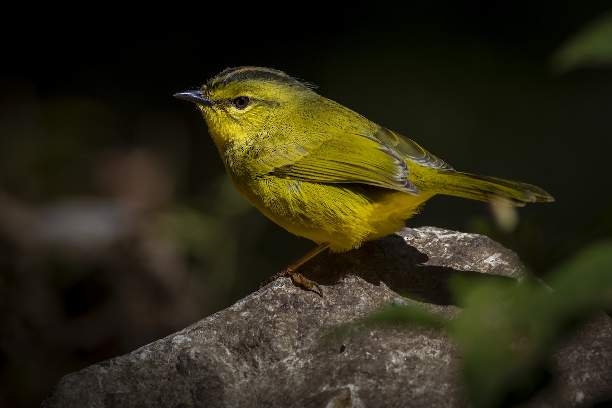 Two-banded Warbler - ML494165531
