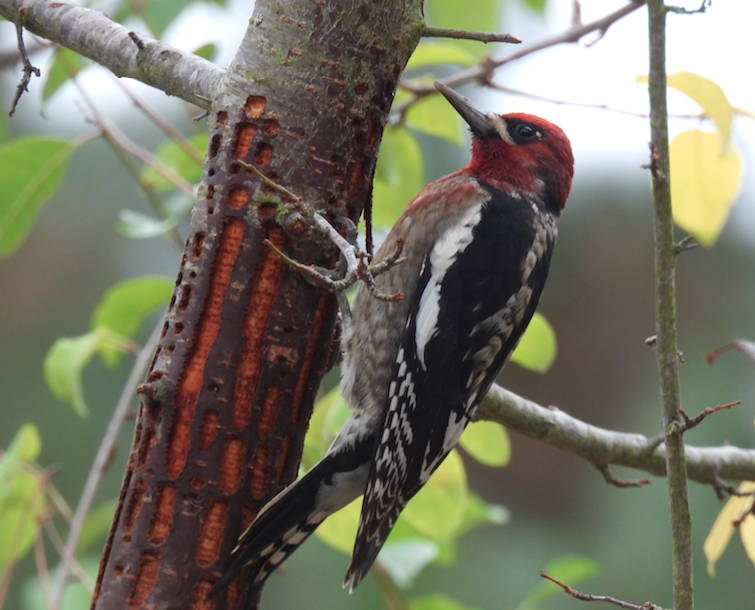 Red-breasted Sapsucker - ML494169371