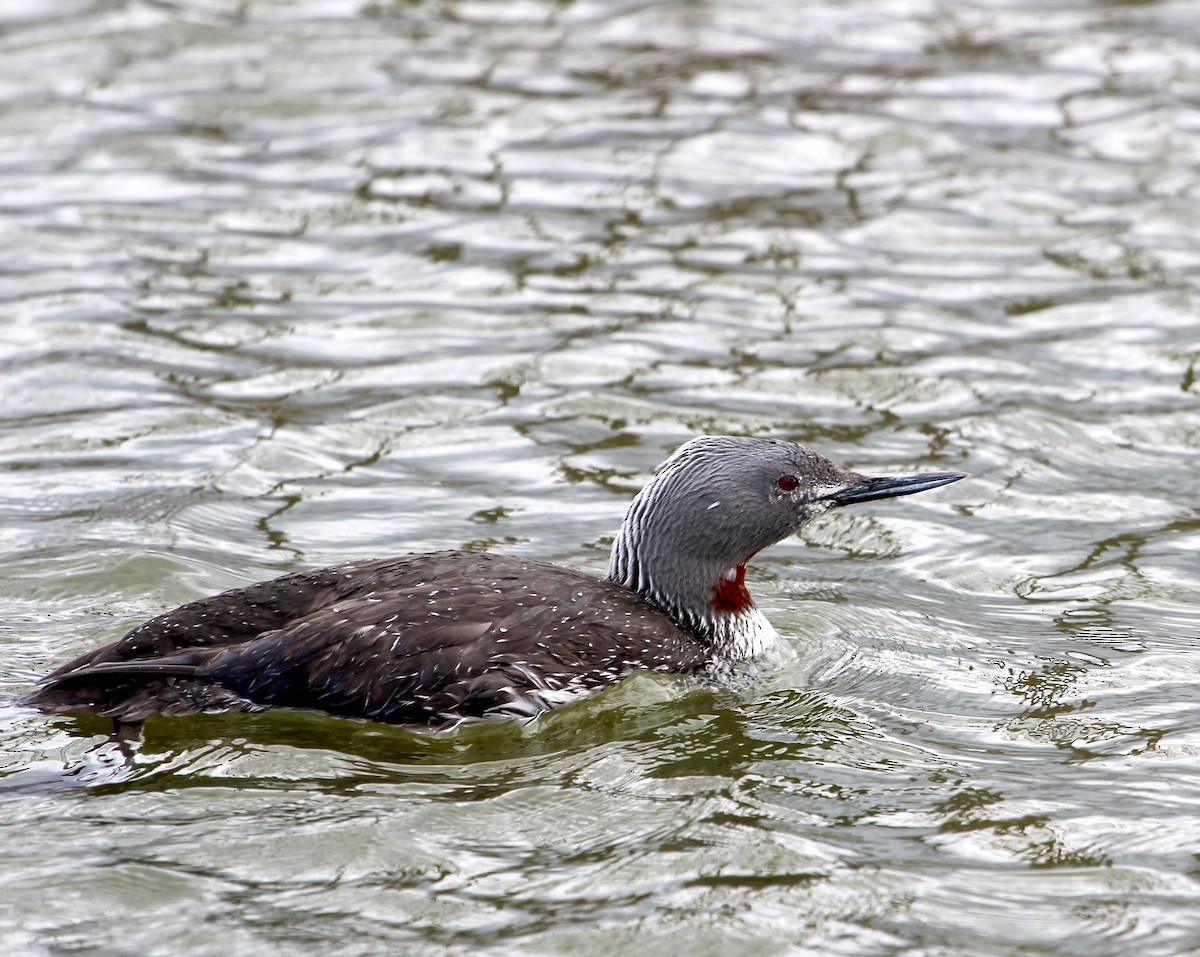 Red-throated Loon - ML494171251