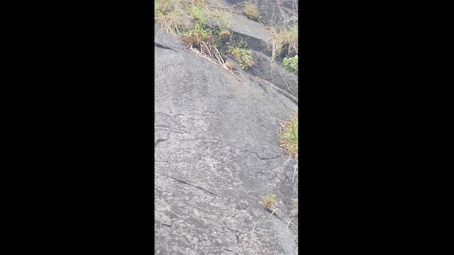 Pipit des Nilgiri - ML494181591