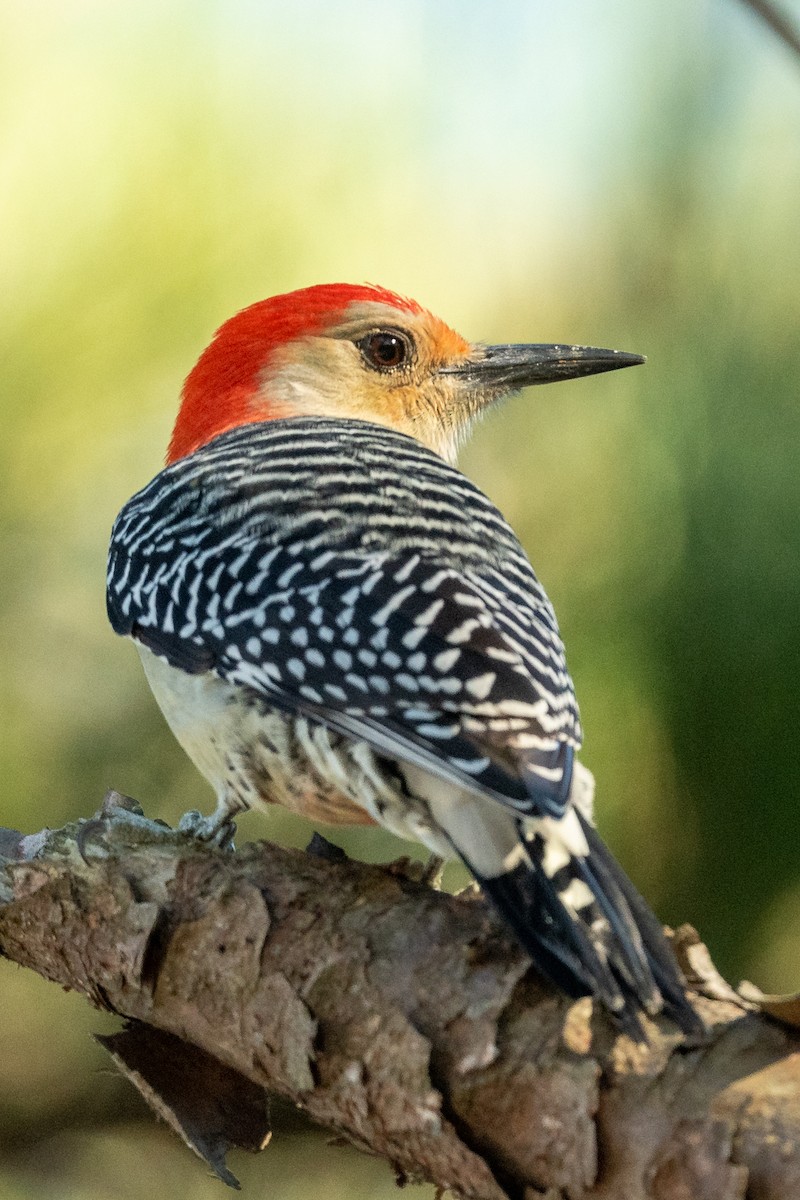 Red-bellied Woodpecker - ML494184311