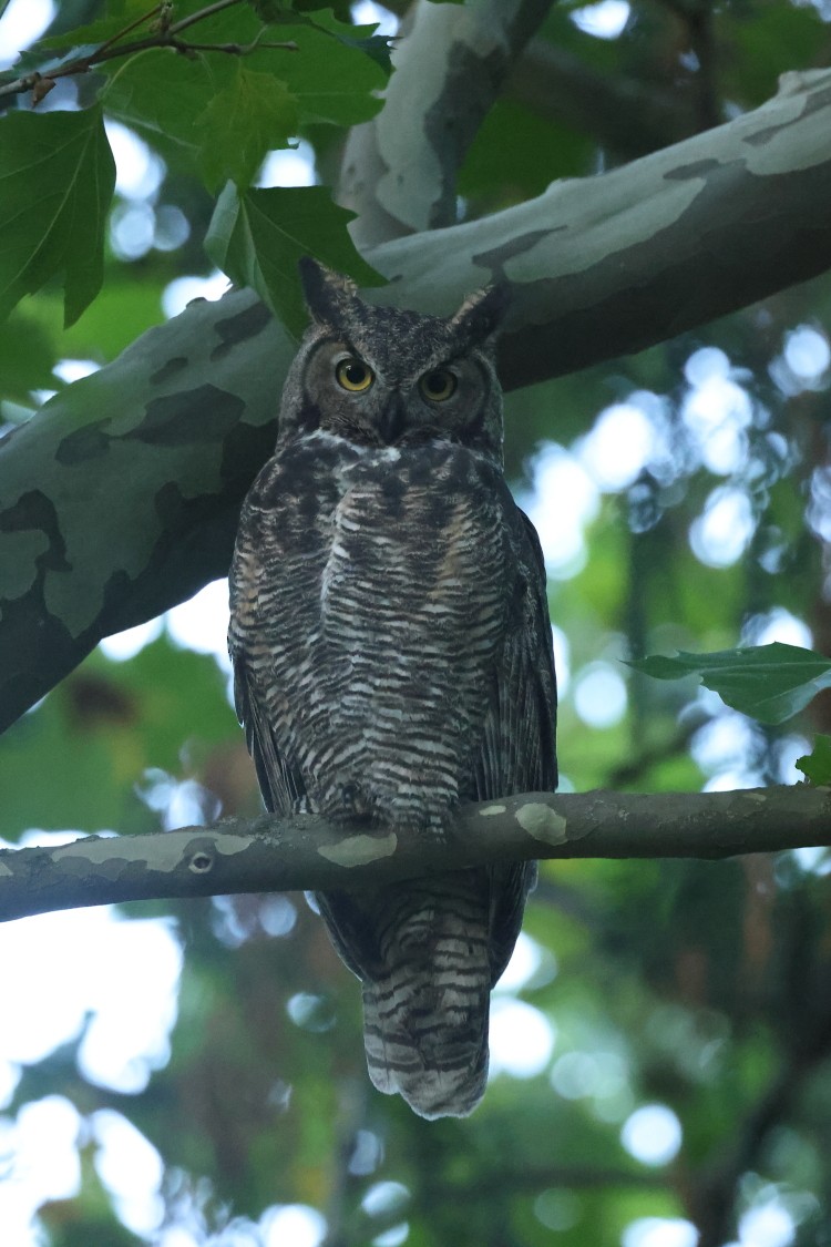 Great Horned Owl - ML494193561