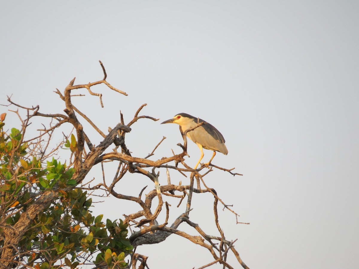 Black-crowned Night Heron - ML494195151