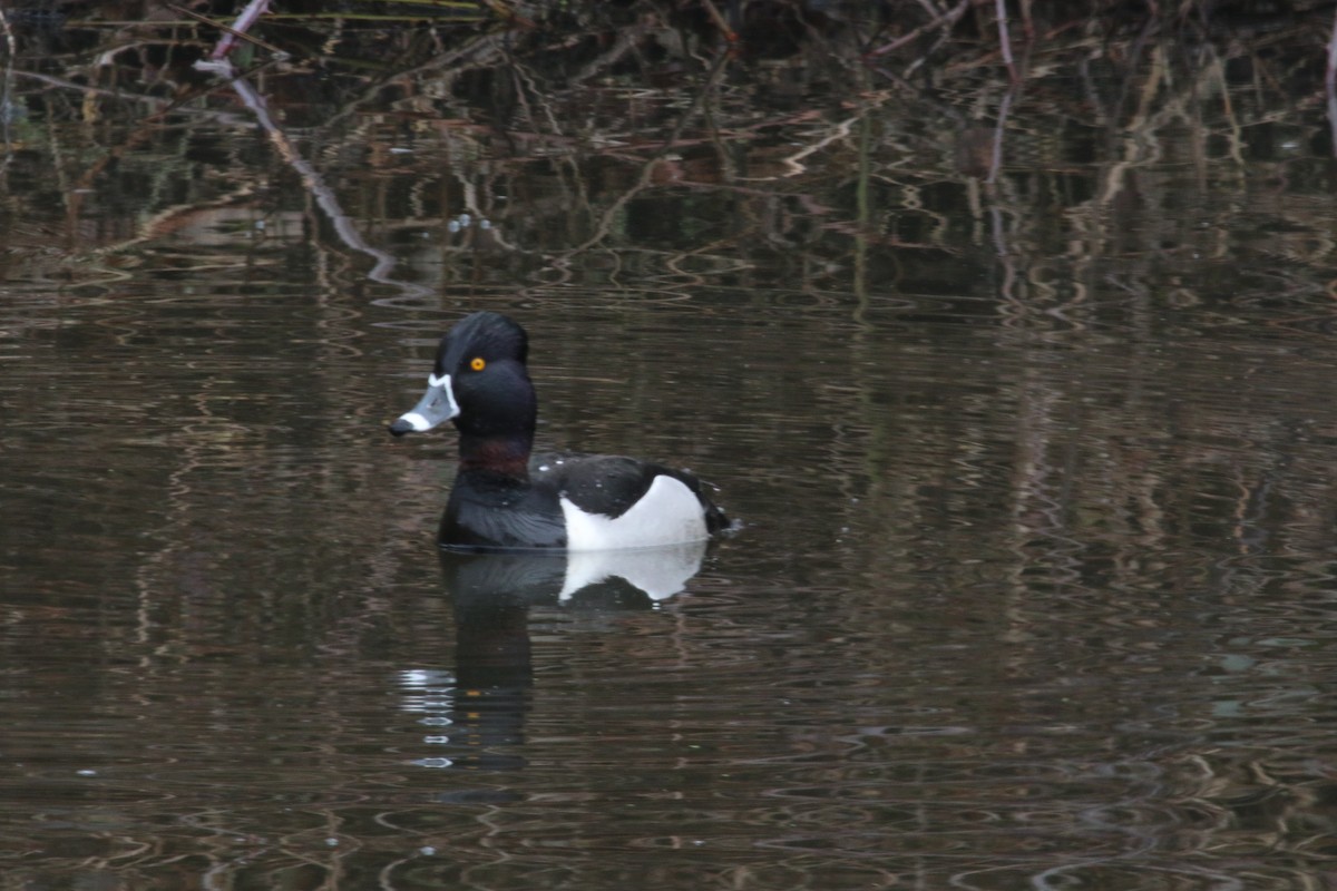 Ring-necked Duck - ML49419851