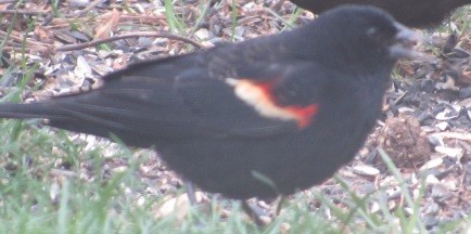 Red-winged Blackbird - Chris Boylan