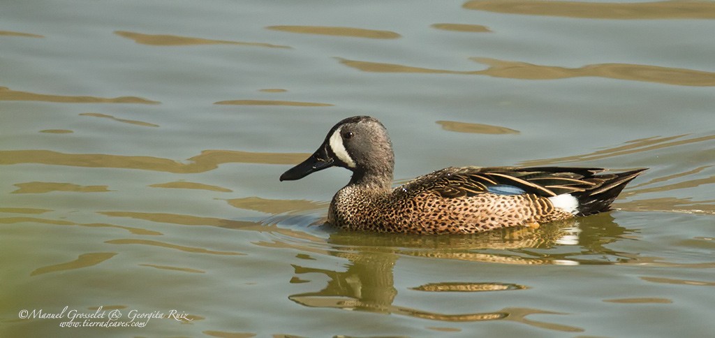 Blue-winged Teal - ML49420381