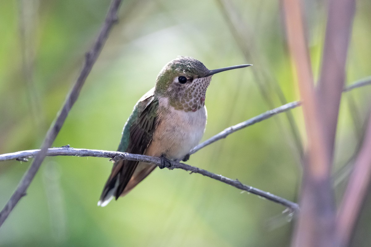 Broad-tailed Hummingbird - ML494204311