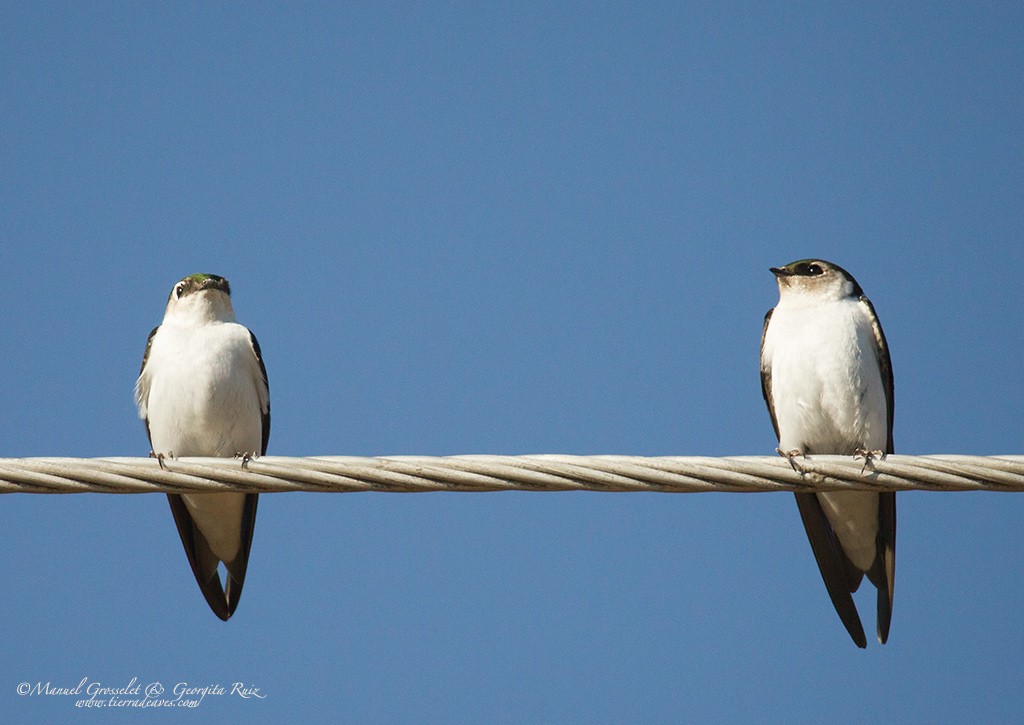 Violet-green Swallow - ML49420641