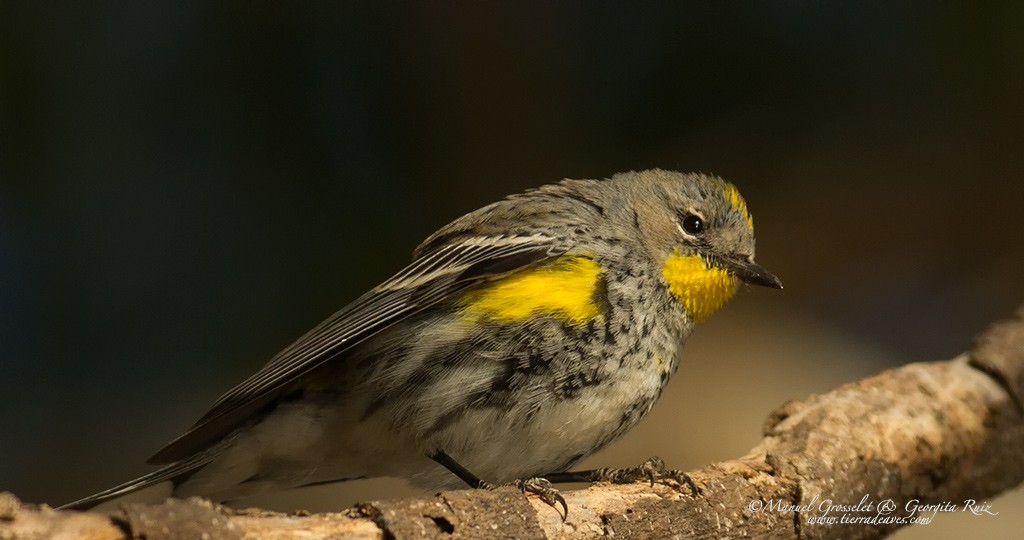 Yellow-rumped Warbler (Audubon's) - manuel grosselet