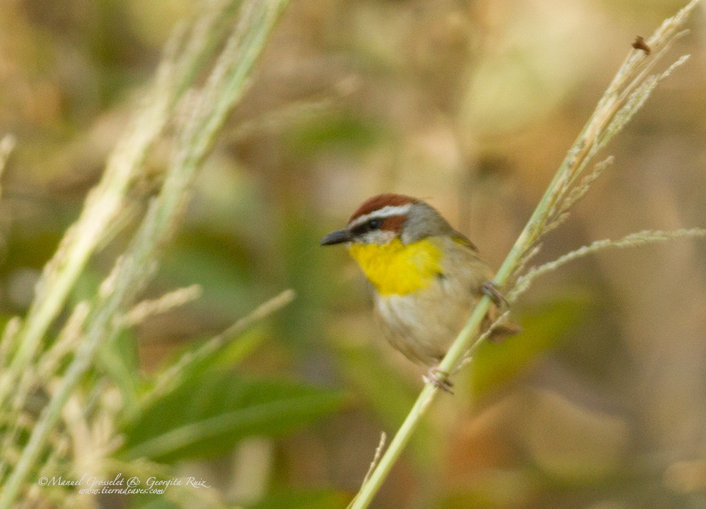 Rufous-capped Warbler - ML49420931