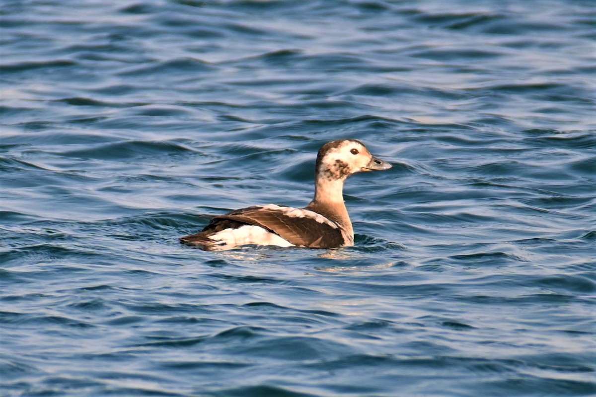 Long-tailed Duck - ML494210261