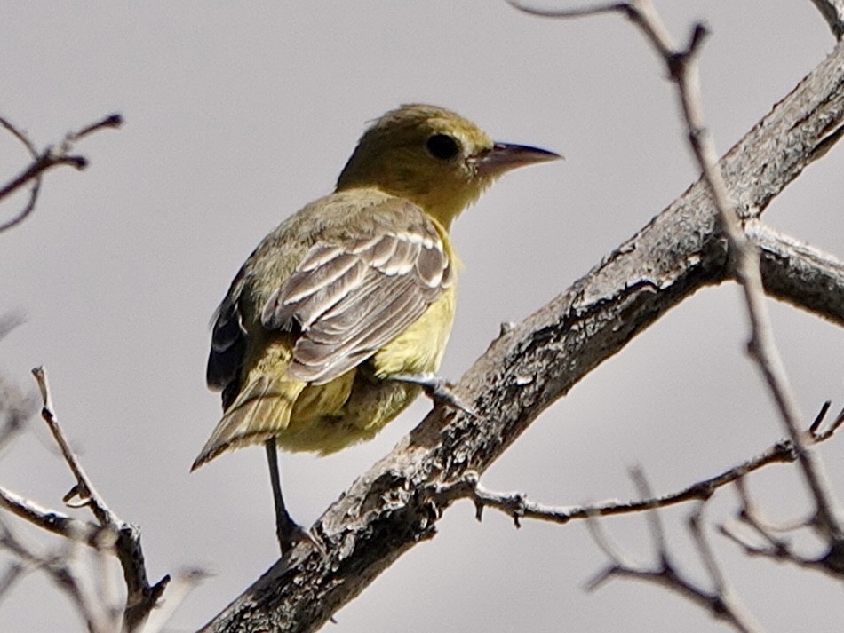 Orchard Oriole - ML494211621