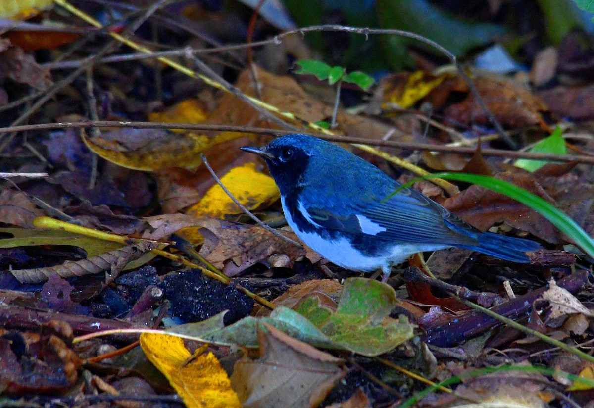 Black-throated Blue Warbler - ML494214701