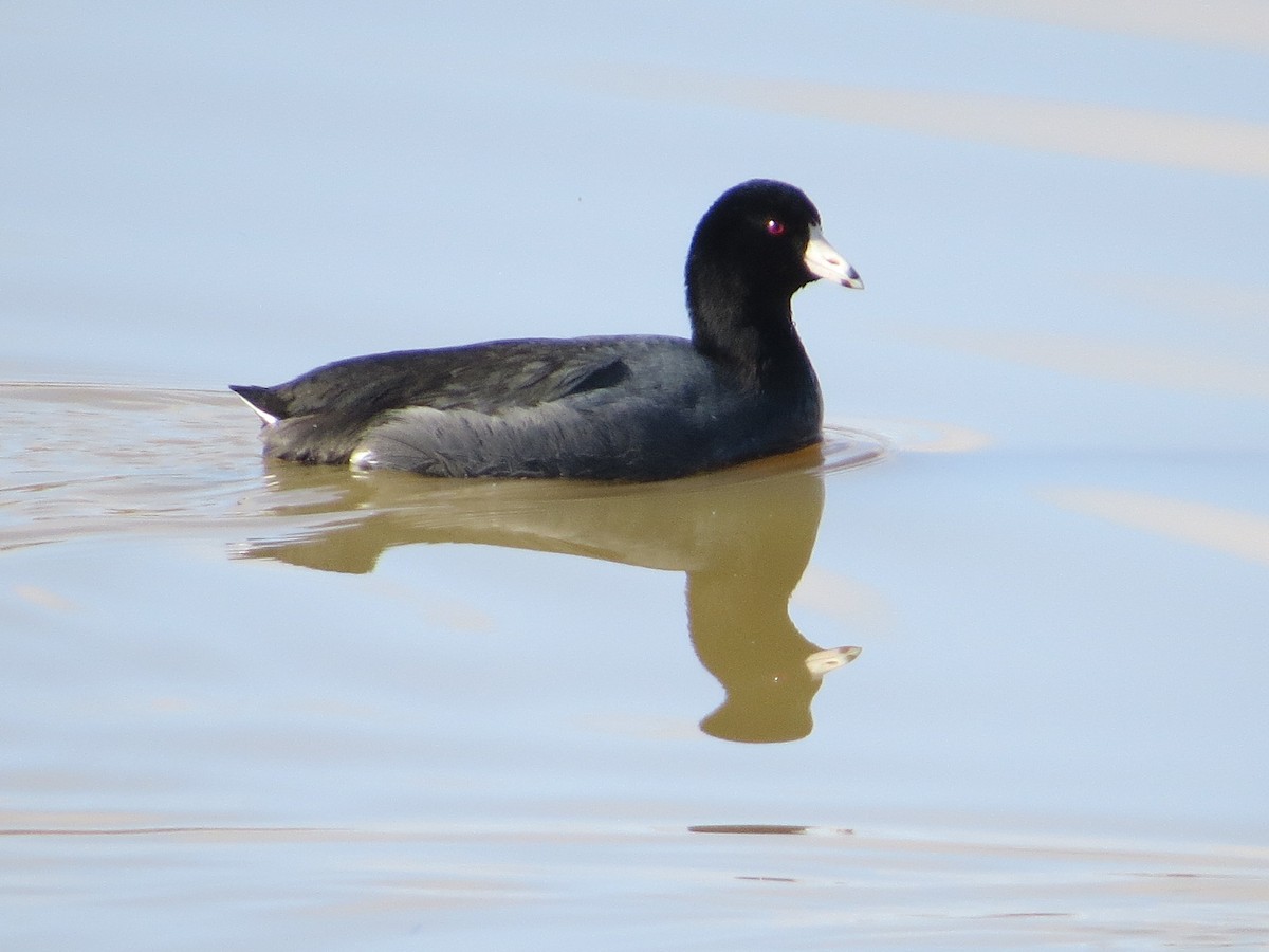American Coot (Red-shielded) - ML49422121