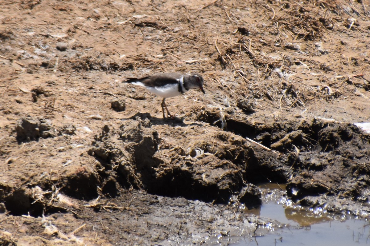 Three-banded Plover - ML494223701