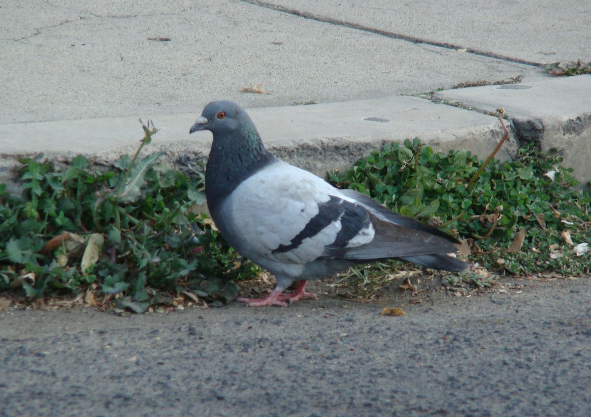 Rock Pigeon (Feral Pigeon) - ML494224061