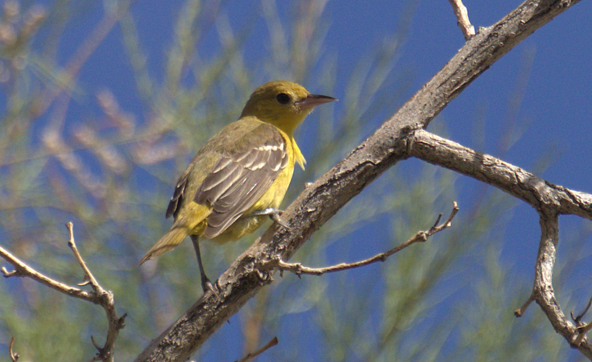 Orchard Oriole - ML494227791