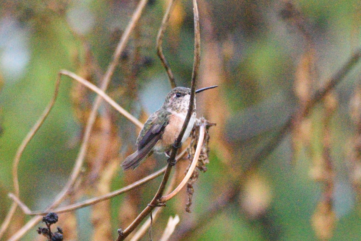 Rufous Hummingbird - ML494227901