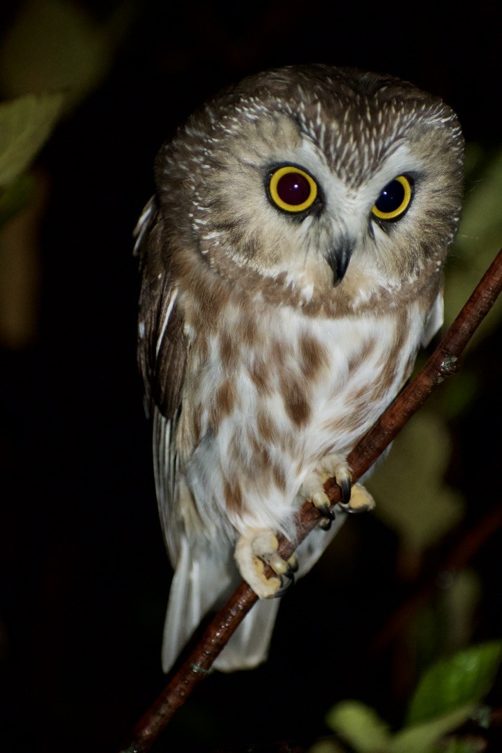 Northern Saw-whet Owl - Connor Marland