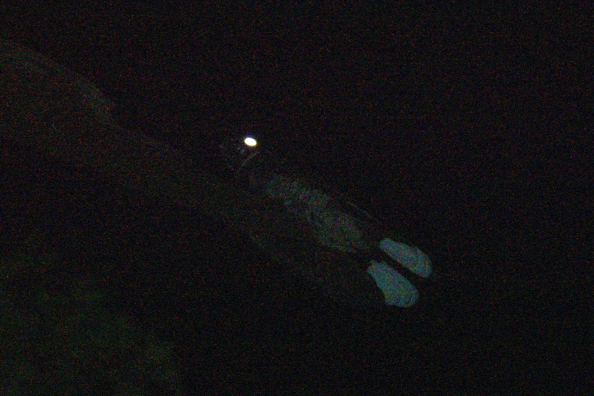 Schwarzkehl-Nachtschwalbe - ML494231151