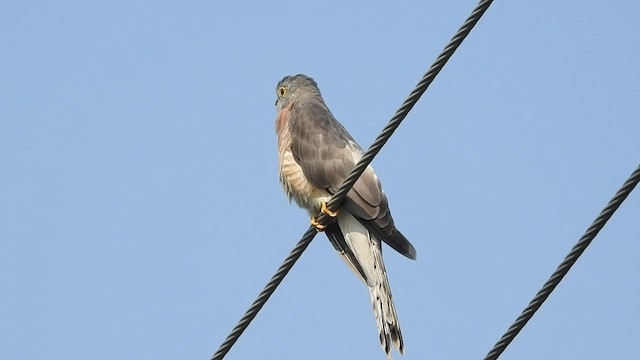 Common Hawk-Cuckoo - ML494238101