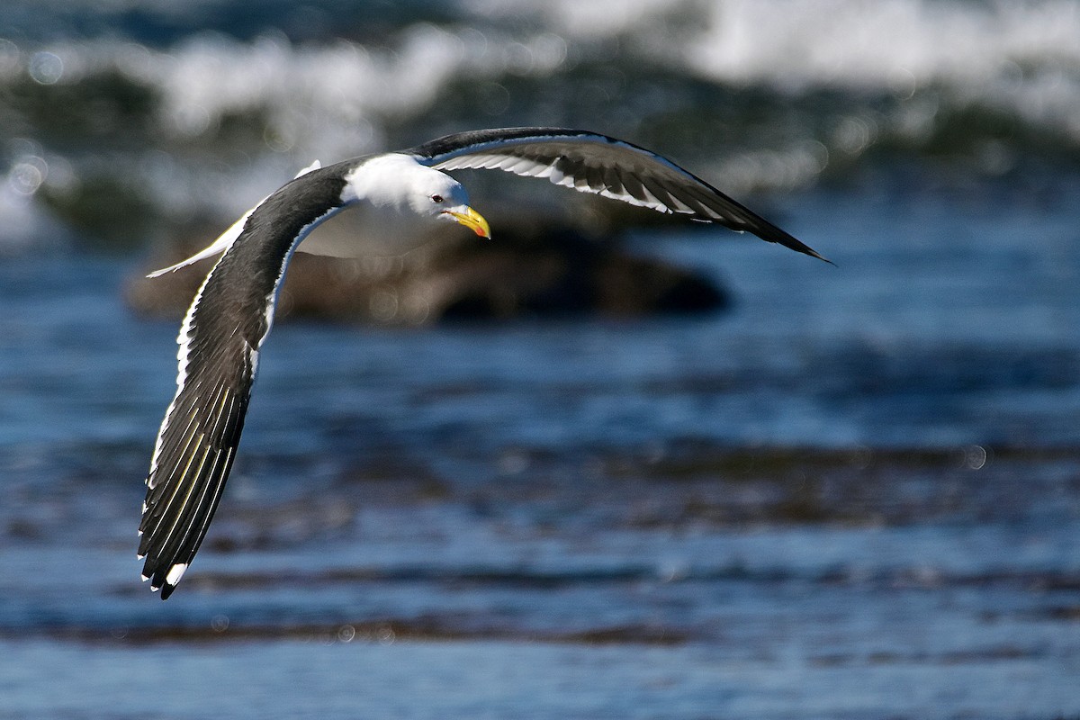 Kelp Gull (dominicanus) - ML494238811