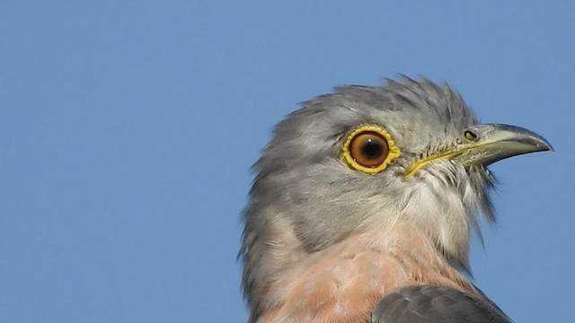 Common Hawk-Cuckoo - ML494241761