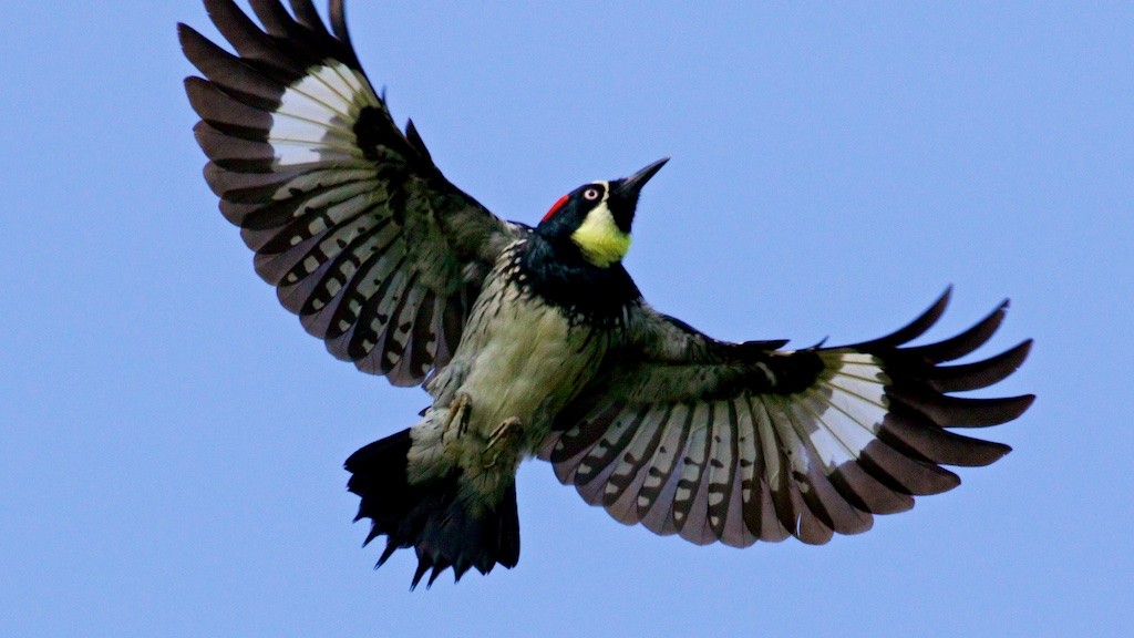 Acorn Woodpecker - Ed Harper