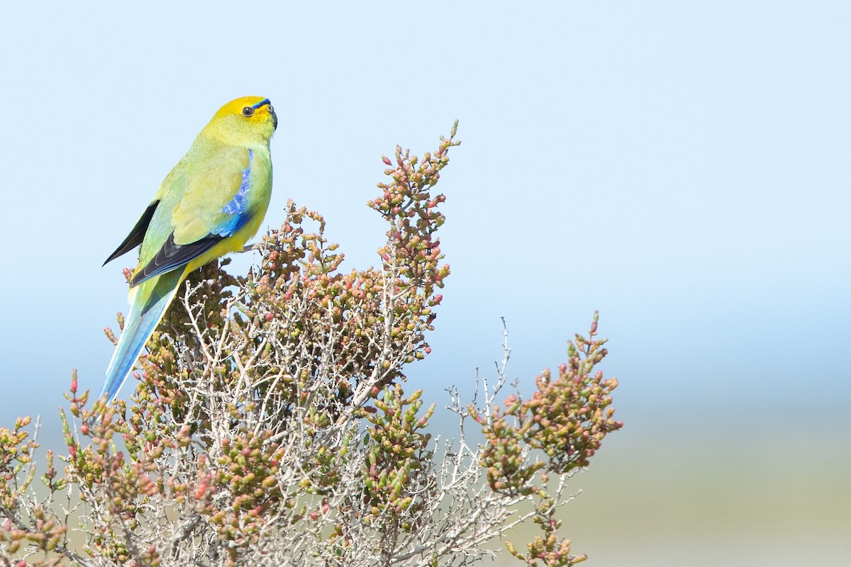 Blue-winged Parrot - Chris Murray