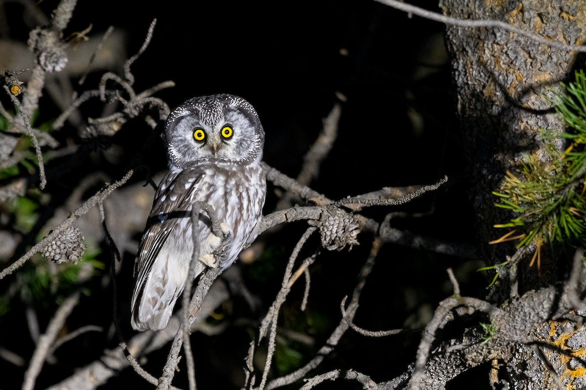 Boreal Owl (Richardson's) - ML494252661
