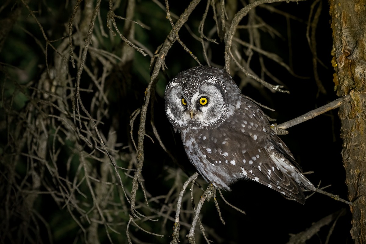 Boreal Owl (Richardson's) - ML494253511