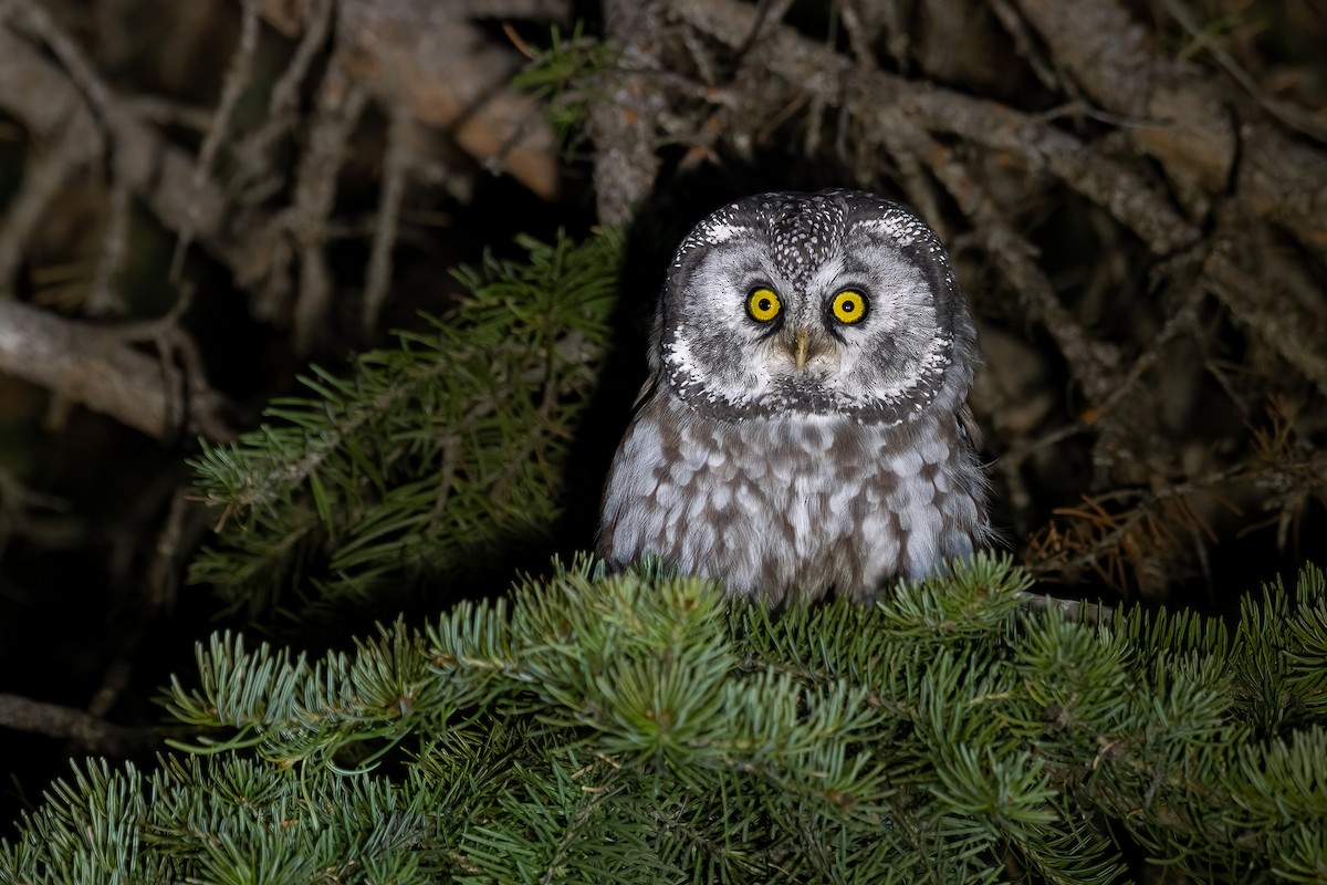 Boreal Owl (Richardson's) - ML494253521