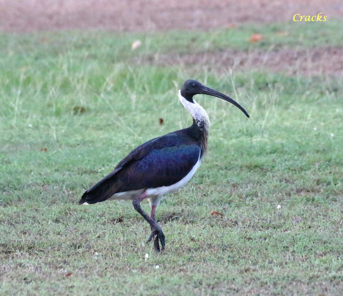 ibis slámokrký - ML494256711