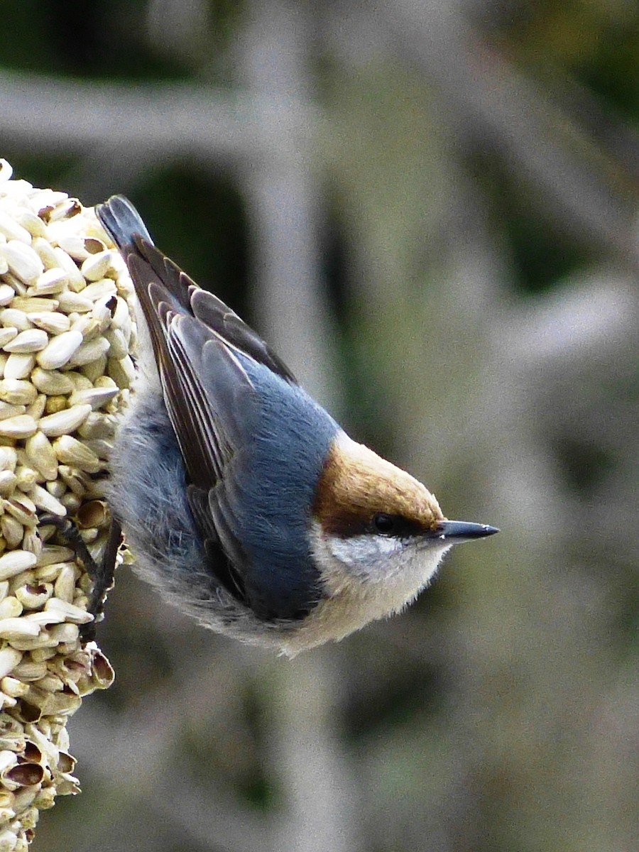 Brown-headed Nuthatch - ML49427711