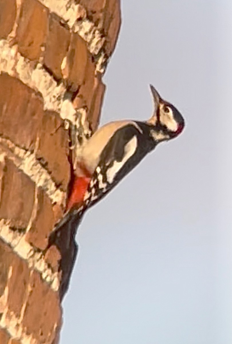 Great Spotted Woodpecker - ML494282371