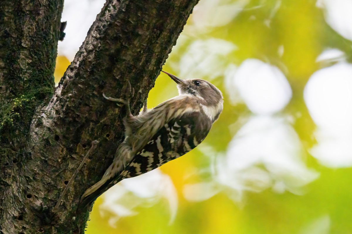 Japanese Pygmy Woodpecker - ML494284681
