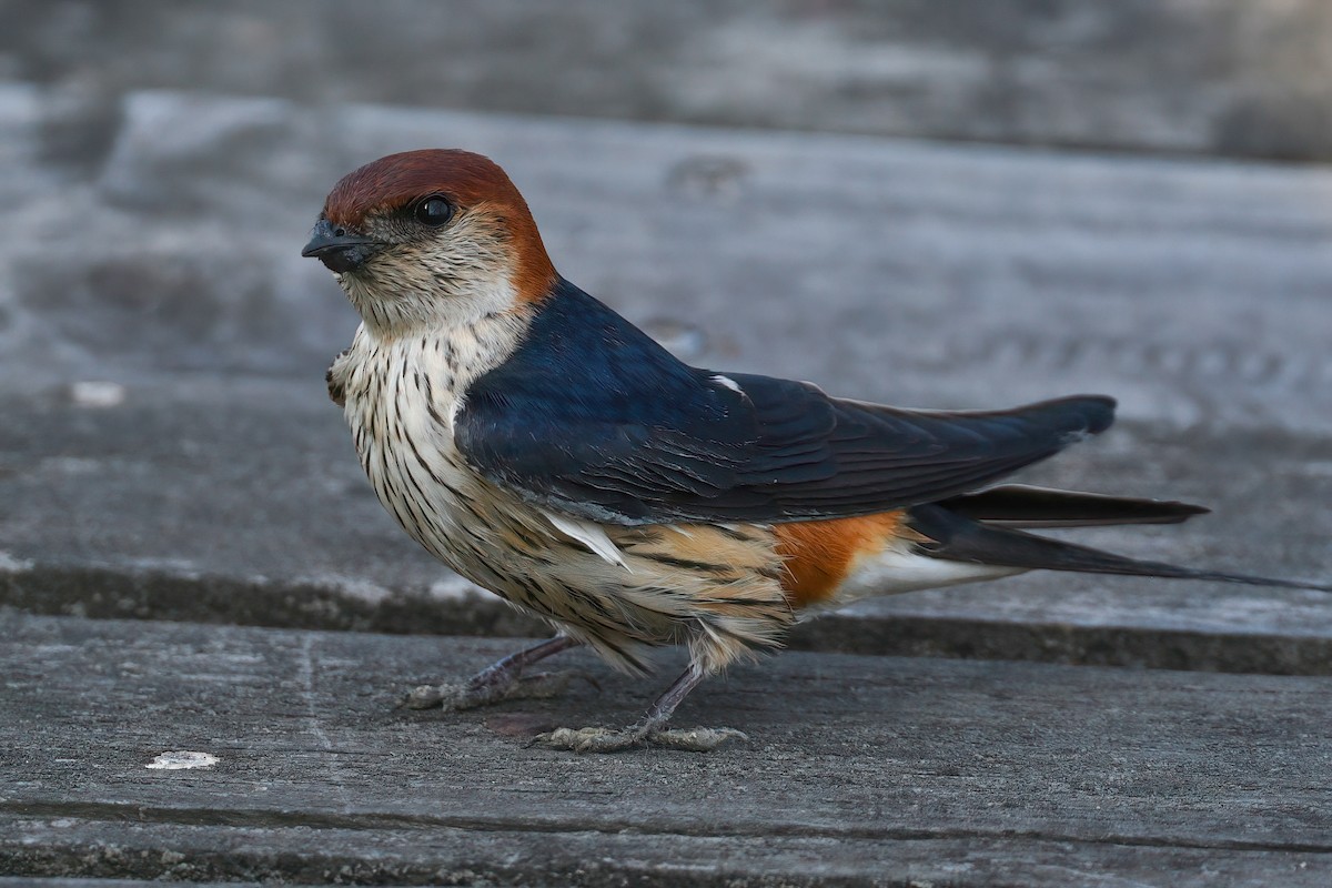 Greater Striped Swallow - ML494286231